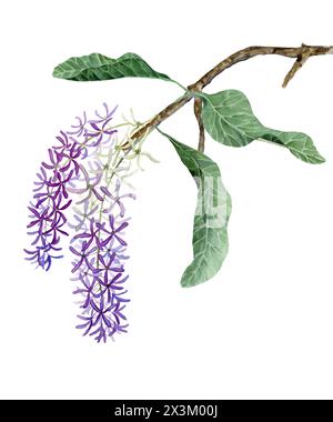 Petrea volubilis Blütenbündel von lilafarbener Farbe auf einem Zweig mit Aquarellblättern Stockfoto
