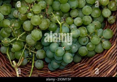 Grüne Trauben wurden frisch geerntet und in einen Korb gelegt, ein gesunder Snack Stockfoto