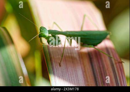 Eine grüne südafrikanische Gebetsmantis sitzt auf einem vielseitigen Flachsblatt in Neuseeland. Es handelt sich um eine eingeführte Art, die eine Bedrohung für den heimischen New Ze darstellt Stockfoto