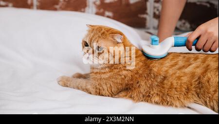 Eine Frau kämmt liebevoll ihr Scottish Fold Katzenfell, während die Ingwerkatze einen genießt Stockfoto