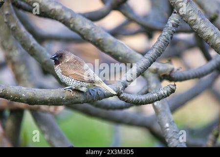 Braune Munien auf einem Ast auf Maui. Stockfoto