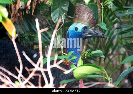 Südliches Kasuarius (Casuarius casuarius) im Daintree-Regenwald Stockfoto