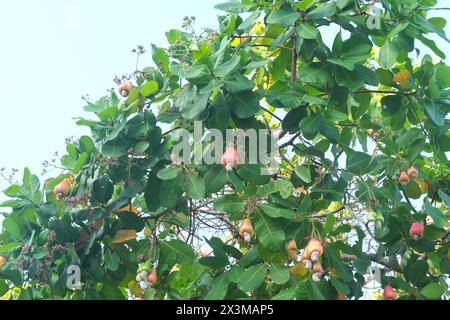 Großaufnahme von Cashew-Apfelfrucht, die an einem Baum hängt. Tropischer Obstbaum. Stockfoto