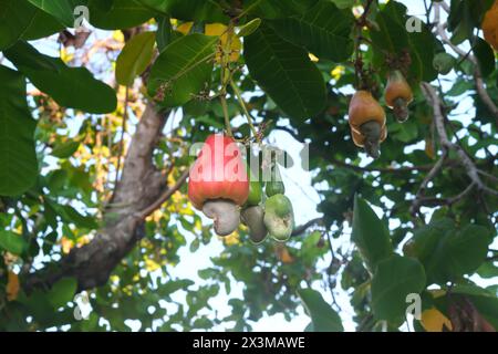 Großaufnahme von Cashew-Apfelfrucht, die an einem Baum hängt. Tropischer Obstbaum. Stockfoto