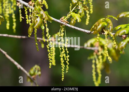 Quercus robur, Stieleiche, männliche Blumen Nahaufnahme selektiver Fokus Stockfoto