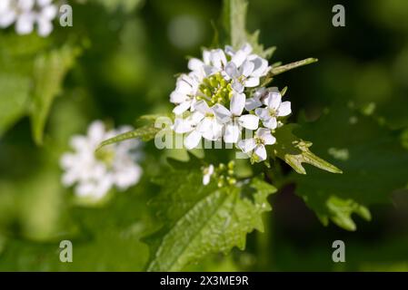 Alliaria petiolata, Knoblauch-Senf-Frühlingsblumen-Nahaufnahme selektiver Fokus Stockfoto