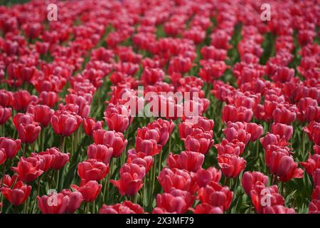 Dunkelrosa Tulpen blühen im Garten. Stockfoto
