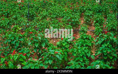 Scharlachrote Salbei Salvia prächtige Vista Rote Blüte im Gartenbeet. Scarlet Salbei ist ein Mitglied der Familie der Lamiaceae Minze und stammt aus Mexiko und Stockfoto