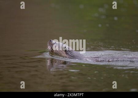 Europäischer Otter (Lutra lutra), adultes Tier, das in einem Fluss schwimmt, Suffolk, England, Vereinigtes Königreich Stockfoto