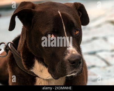 Der traurige Blick des angeketteten Hundes Stockfoto