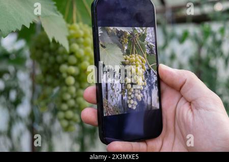 Landwirt, der ein Smartphone für die Überwachung des Grundstücks im Garten verwendet. Konzept der intelligenten Gartenbauwirtschaft. Mobile Anwendung für Landwirtschaft und Ernte Stockfoto