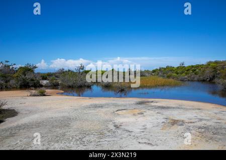 Old Quarry Sumpf auf North Head Manly, in der Nähe von Shelly Beach Lookout auf dem North Head Road Walking Trail, Sydney, NSW, Australien Stockfoto