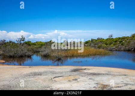 Old Quarry Sumpf auf North Head Manly, in der Nähe von Shelly Beach Lookout auf dem North Head Road Walking Trail, Sydney, NSW, Australien Stockfoto