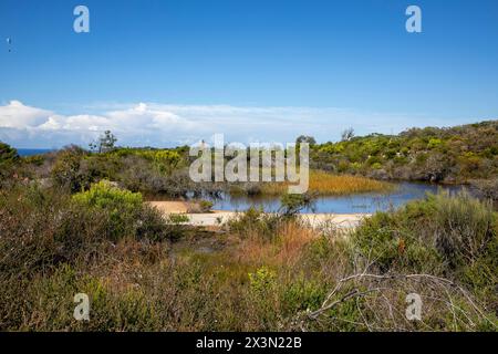 Old Quarry Sumpf auf North Head Manly, in der Nähe von Shelly Beach Lookout auf dem North Head Road Walking Trail, Sydney, NSW, Australien Stockfoto