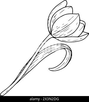 Tulpenblume Vektor-Illustration. Gekrümmte Glühlampe mit offenem Kopf, schwarze Umrisszeichnung. Grußkarte mit botanischer Blüte. Kontur der Tintenlinie Stock Vektor