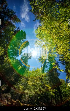 Das Sonnenlicht filtert durch die Baumkronen im Wald und schafft eine wunderschöne natürliche Landschaft mit Licht und Schatten Stockfoto