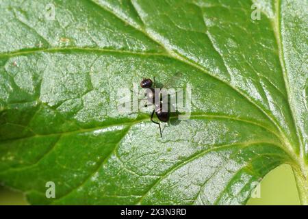 Kleine Schwarzfliege Nemopoda nitidula. Familie Schwarze Schnitzelfliegen oder Fähnchenfliegen (Sepsidae). Auf einem Johannisbeerblatt, holländischer Garten, Frühling, April Stockfoto