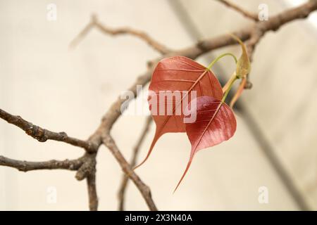 Rosafarbene Bodhi-Blätter. Bodhi-Blätter isoliert auf weißem Hintergrund oder Peepal Leaf vom Bodhi-Baum, heiliger Baum für Buddhist Stockfoto