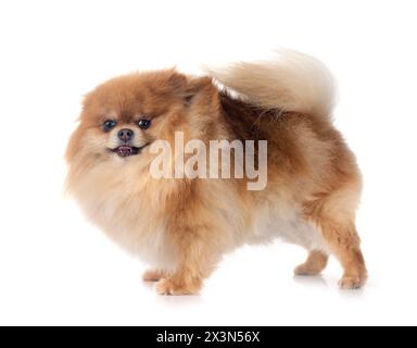 Junge pomeranian vor weißem Hintergrund Stockfoto