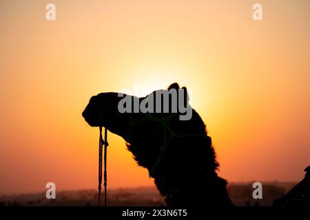 Silhouette eines Kamels mit der Sonne direkt dahinter in Sanddünen in Sam Jaisalmer Rajasthan Indien Stockfoto