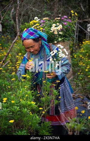 Flower Hmong Frau pflückt Blumen auf dem Gelände des Hmong Königspalastes (Vau Meo) in Bac Ha, Lao Cai Provinz, Vietnam Stockfoto