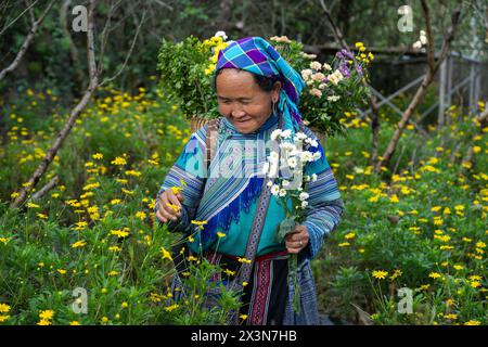 Flower Hmong Frau pflückt Blumen auf dem Gelände des Hmong Königspalastes (Vau Meo) in Bac Ha, Lao Cai Provinz, Vietnam Stockfoto