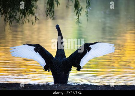 Ein schwarzer Schwan, der mit weit geöffneten Flügeln spritzt. Im Wasser reflektierte Herbstblattfarbe. Western Springs Park. Auckland. Stockfoto