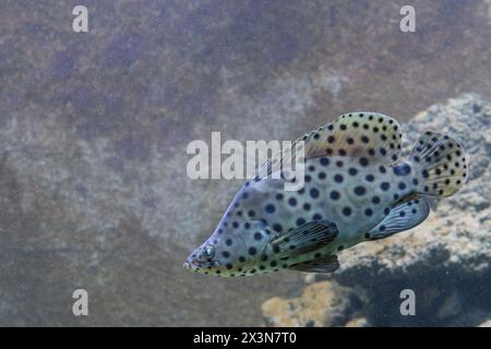 Cromileptes altivelis oder Panther Grouper. - Humpback-Gruppierer Stockfoto