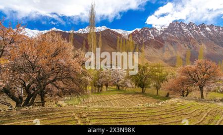 Ausgewachsene Aprikosenbäume in voller Blüte mit grünen Feldern im Vordergrund und blauem Himmel und Wolken am Horizont Stockfoto