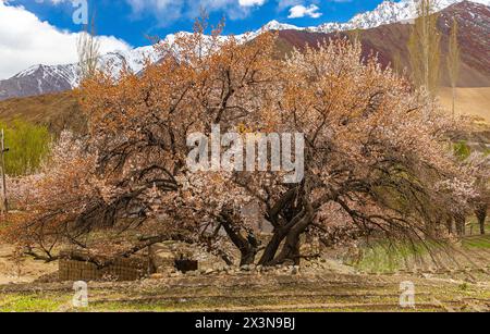 Ausgewachsene Aprikosenbäume in voller Blüte mit grünen Feldern im Vordergrund und blauem Himmel und Wolken am Horizont Stockfoto