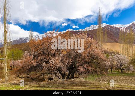 Ein ausgewachsener Aprikosenfruchtbaum in voller Blüte mit grünen Feldern im Vordergrund und blauem Himmel und Wolken am Horizont Stockfoto