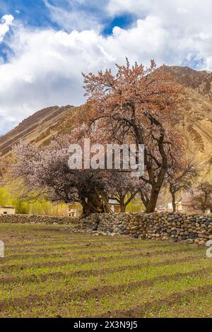 Ausgewachsene Aprikosenbäume in voller Blüte mit grünen Feldern im Vordergrund und blauem Himmel und Wolken am Horizont Stockfoto