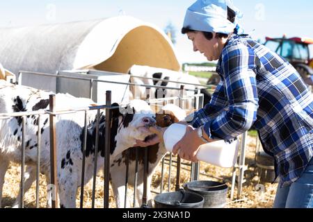 Frauenpflege ernährt zwei Wochen altes Kalb aus einer Flasche mit Dummy Stockfoto