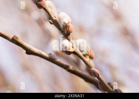 Flauschige Triebe auf Weidenzweigen im Frühjahr Stockfoto