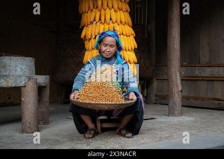 Hmong-Frau, die Mais in Bac Ha in der Provinz Lao Cai, Vietnam winkt Stockfoto