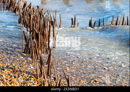 Erodierte Meeresschutzgebiete und Stachelroynes im Rye Harbour Nature Reserve, East Sussex, England bei Wintersonne. Stockfoto