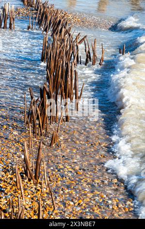 Erodierte Meeresschutzgebiete und Stachelroynes im Rye Harbour Nature Reserve, East Sussex, England bei Wintersonne. Stockfoto