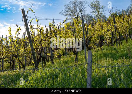 Blick über den Zaun: Reben mit jungen Triebe und Blättern. Stockfoto