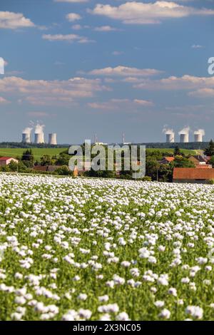 Blühendes Opiummohn-Feld im lateinischen Papaver somniferum und Kernkraftwerk Dukovany wird weißer Mohn in der Tschechischen Republik für Lebensmittel indu angebaut Stockfoto