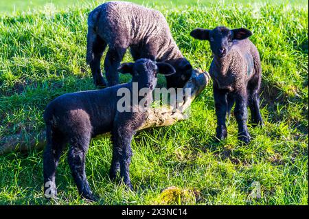 Neugeborene Lämmer in Dorset, England an einem sonnigen Frühlingsabend mit goldenem Licht und hellgrünem Gras - Ovis Aries Stockfoto