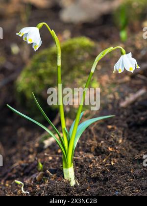 Frühlingsschneeflockenblumen in lateinischer Leucojum vernum Stockfoto