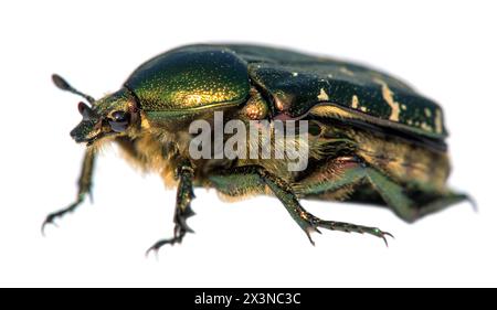 Grüner Rosen-Chafer, lateinisch Cetonia aurata, isoliert auf weißem Hintergrund Stockfoto