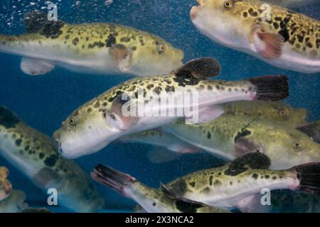 Fugu oder Kugelfisch sind Luxusfische, die in Japan das ganze Jahr über als Zutaten für Lebensmittel verwendet werden. Diese Fische sind tatsächlich giftig. Stockfoto