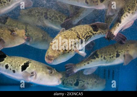 Fugu oder Kugelfisch sind Luxusfische, die in Japan das ganze Jahr über als Zutaten für Lebensmittel verwendet werden. Diese Fische sind tatsächlich giftig. Stockfoto