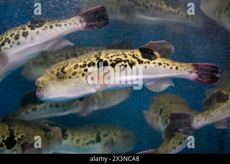 Fugu oder Kugelfisch sind Luxusfische, die in Japan das ganze Jahr über als Zutaten für Lebensmittel verwendet werden. Diese Fische sind tatsächlich giftig. Stockfoto