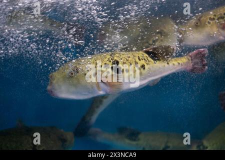 Fugu oder Kugelfisch sind Luxusfische, die in Japan das ganze Jahr über als Zutaten für Lebensmittel verwendet werden. Diese Fische sind tatsächlich giftig. Stockfoto