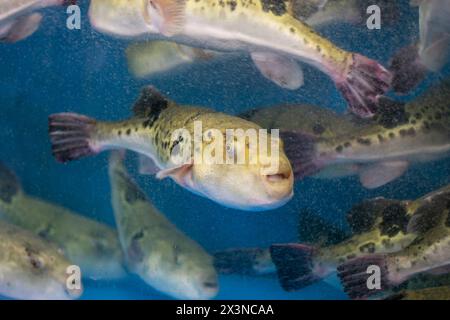 Fugu oder Kugelfisch sind Luxusfische, die in Japan das ganze Jahr über als Zutaten für Lebensmittel verwendet werden. Diese Fische sind tatsächlich giftig. Stockfoto