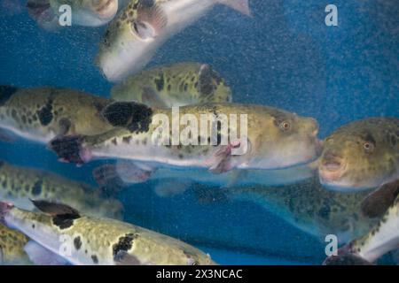 Fugu oder Kugelfisch sind Luxusfische, die in Japan das ganze Jahr über als Zutaten für Lebensmittel verwendet werden. Diese Fische sind tatsächlich giftig. Stockfoto