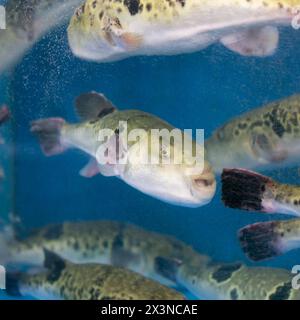 Fugu oder Kugelfisch sind Luxusfische, die in Japan das ganze Jahr über als Zutaten für Lebensmittel verwendet werden. Diese Fische sind tatsächlich giftig. Stockfoto