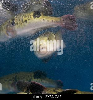 Fugu oder Kugelfisch sind Luxusfische, die in Japan das ganze Jahr über als Zutaten für Lebensmittel verwendet werden. Diese Fische sind tatsächlich giftig. Stockfoto